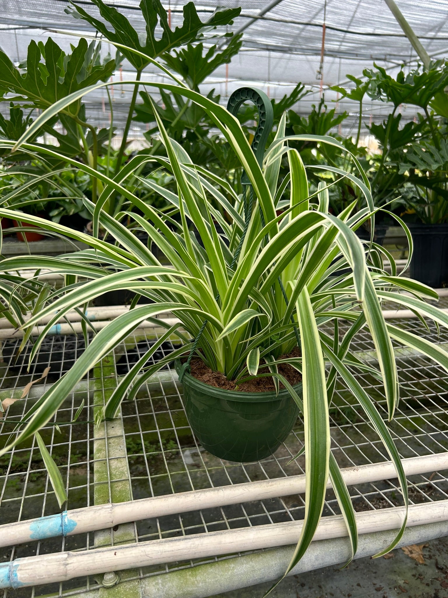 Spider Plant 'Reverse'