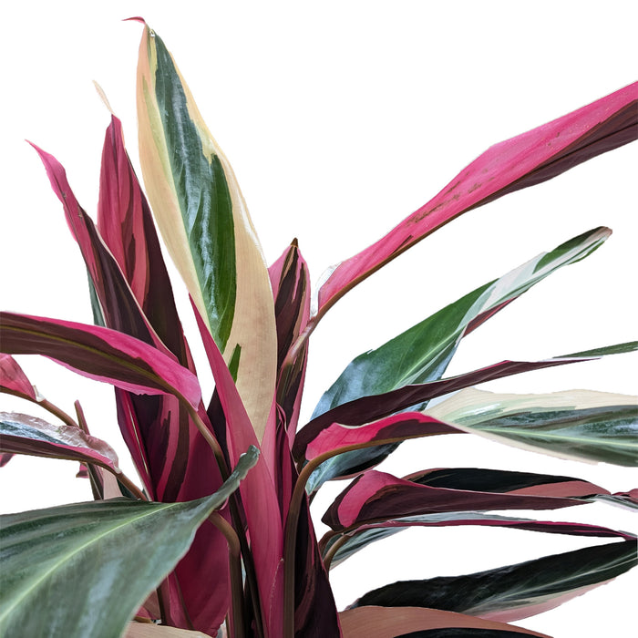 philodendron triostar Stromanthe 'Triostar' | Indoor Plant | Tropical Plant | Potted Plant