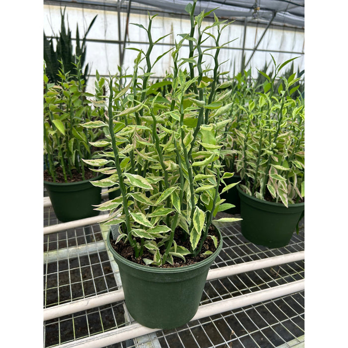 devil's backbone plant indoor or outdoor Variegated Devil's Backbone Euphorbia