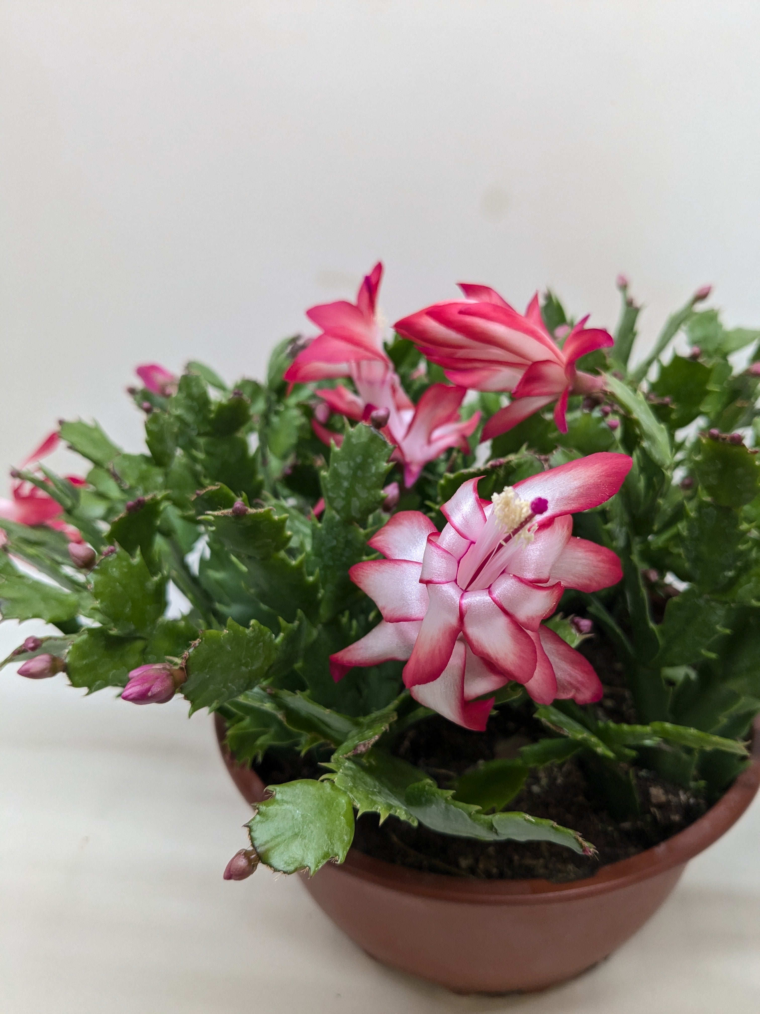 Zygocactus 'Christmas Cactus'