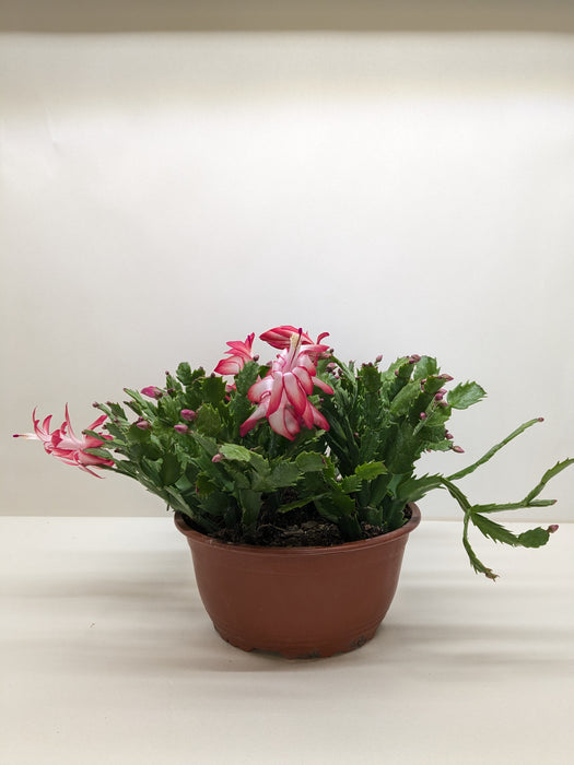 christmas plants in pots Zygocactus 'Christmas Cactus' | Indoor Plant | Tropical Plant | Potted Plant
