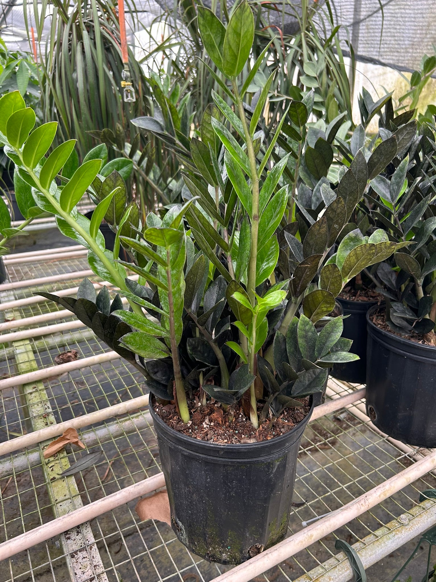 ZZ Zamioculcas 'Black Queen' | Indoor Plant | Tropical Plant | Potted ...