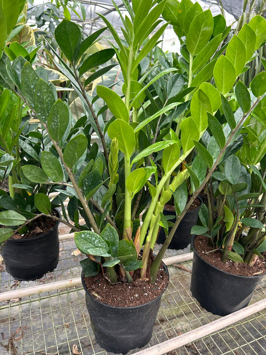 buy zz plant near me Zamioculcas Zamiifolia 'ZZ' | Indoor Plant | Tropical Plant | Potted Plant