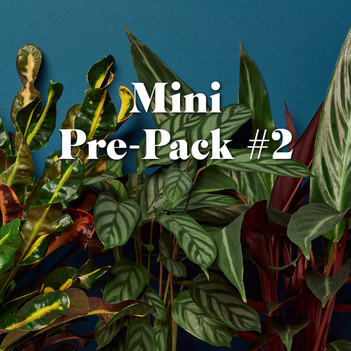 house plant paradise Plant Paradise Large Bundle