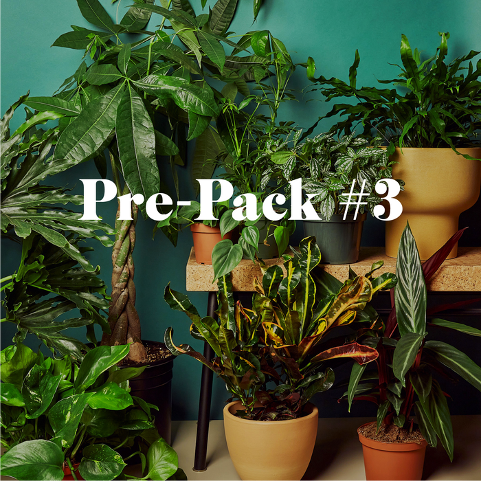 extra large plants indoor Plant Paradise Extra Large Bundle | Pre-Made Bundle of Plants | Indoor Plant | Tropical Plant | Potted Plant