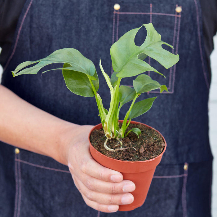 miniature monstera deliciosa Philodendron Mini Monstera Minima