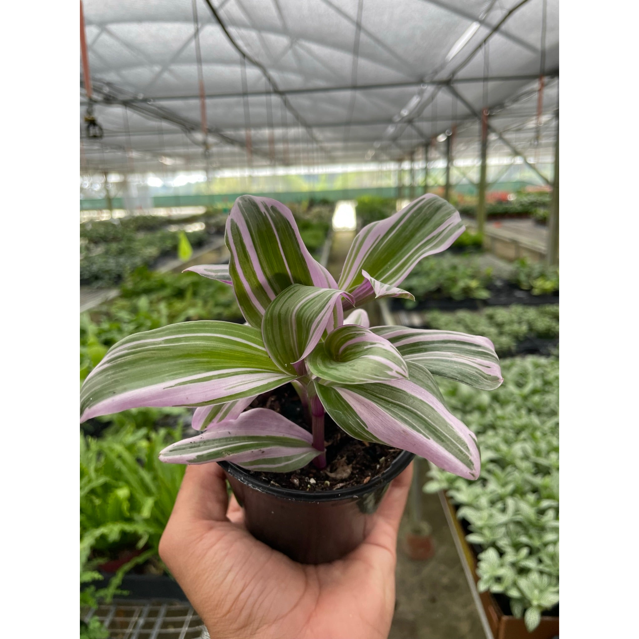 Tradescantia 'Nanouk'