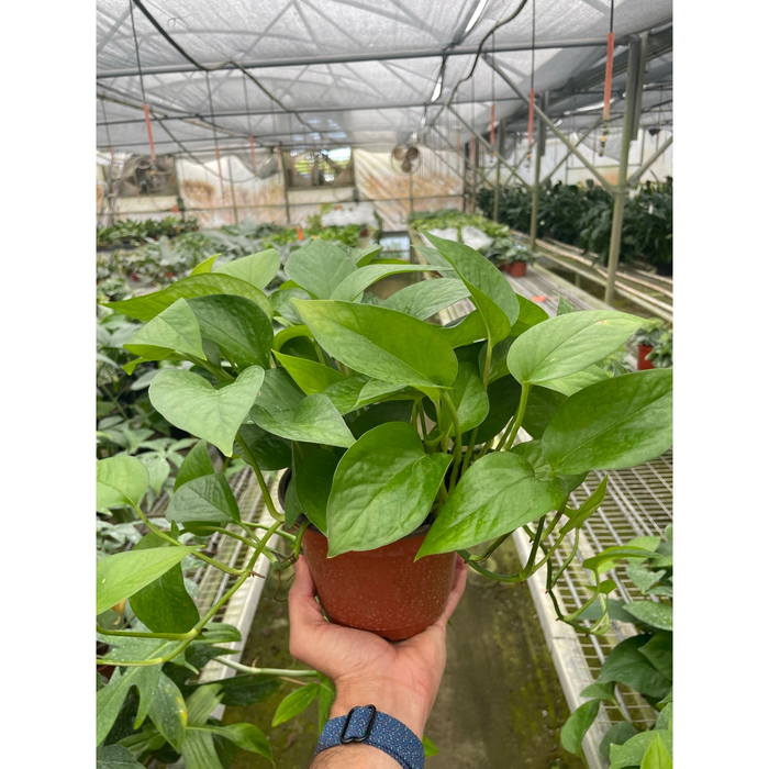 pothos purchase Pothos 'Green Queen' | Indoor Plant | Tropical Plant | Potted Plant