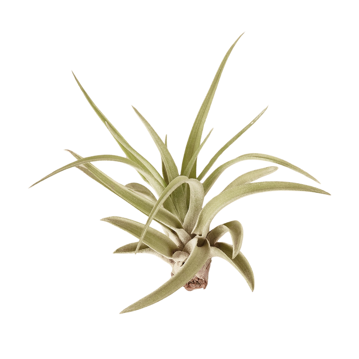 10pk Veluntina Air Plants