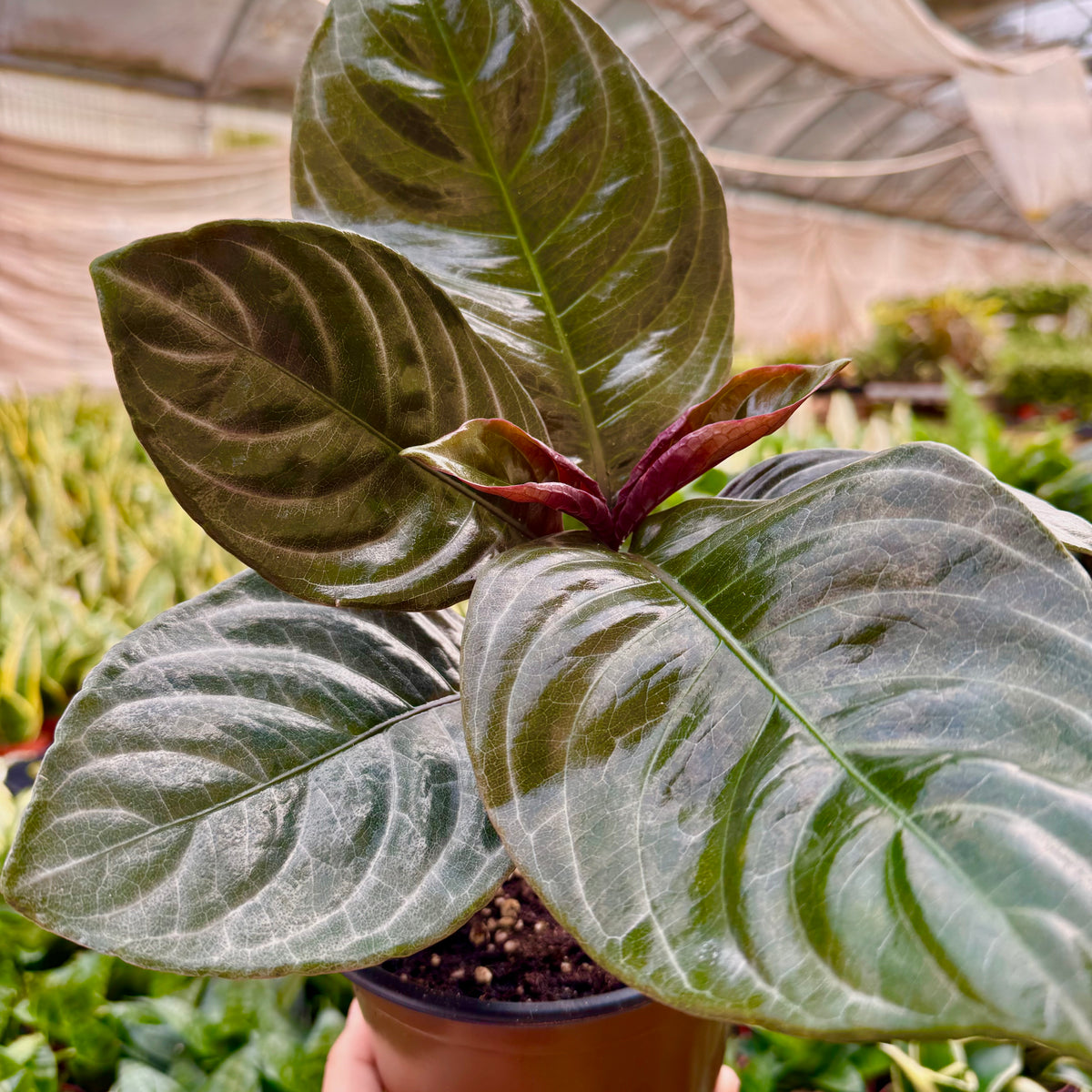 Aphelandra 'Nova Fuego' | House Plant Shop