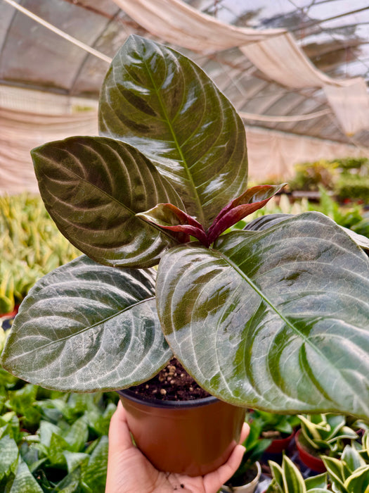 Aphelandra 'Nova Fuego'