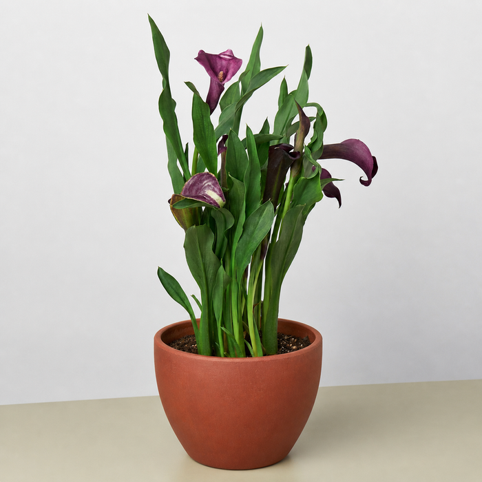 calla lily plant price Purple Calla Lily - 6" Pot | Indoor Plant | Tropical Plant | Potted Plant