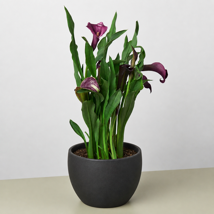 calla lily potted plant for sale Calla Lily