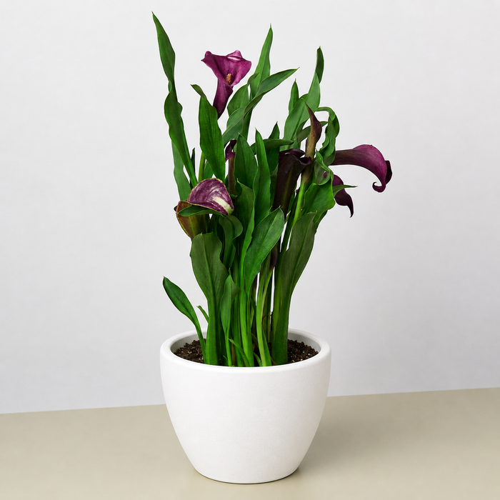 purple white calla lilies Purple Calla Lily - 6" Pot | Indoor Plant | Tropical Plant | Potted Plant