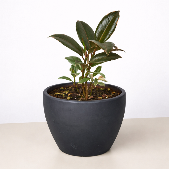 Ficus Elastica 'Tineke'