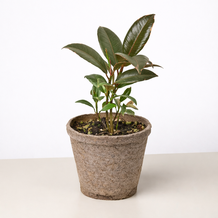 ficus house plant Ficus Elastica 'Tineke' | Indoor Plant | Tropical Plant | Potted Plant
