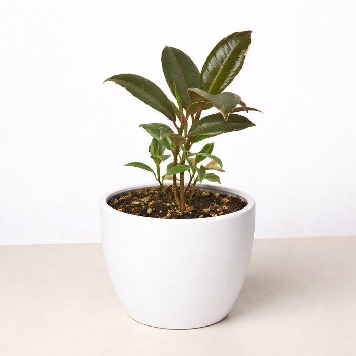 ficus elastica tineke 60cm house plants delivered Ficus Elastica 'Tineke'