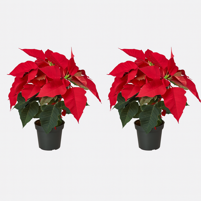 Poinsettia 'Red' 2Pack
