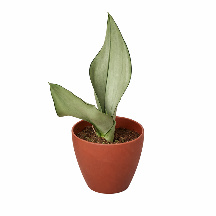 Snake Plant Moonshine