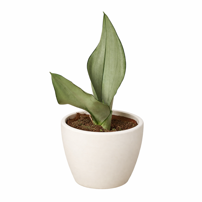 Snake Plant Moonshine