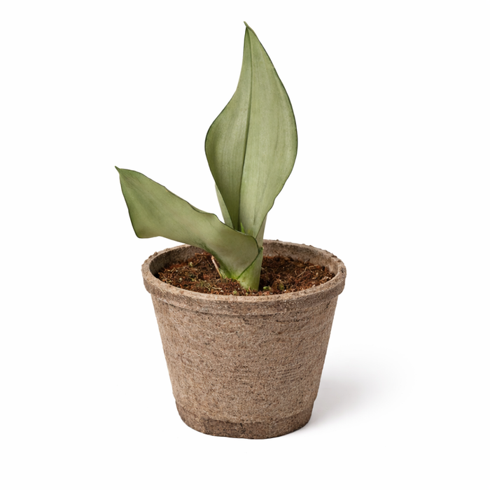 Snake Plant Moonshine