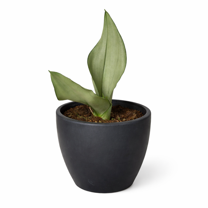 Snake Plant Moonshine