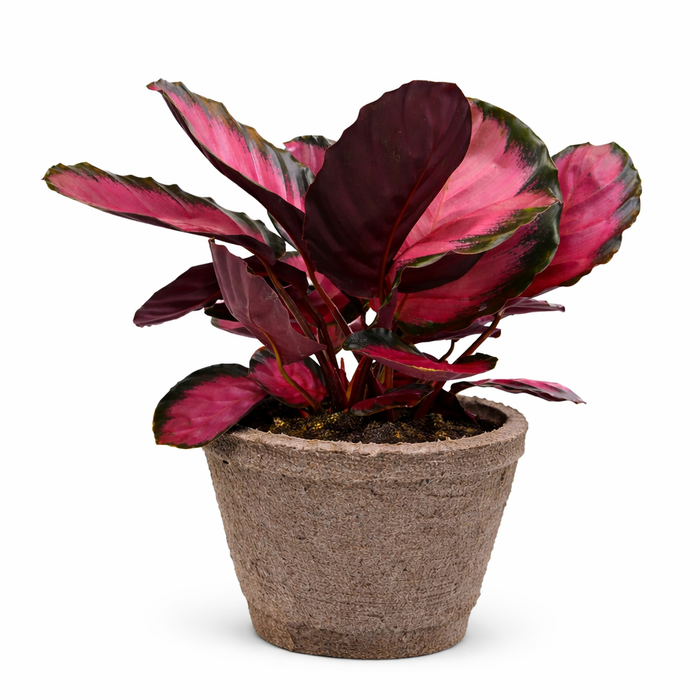 purple colored house plants Calathea 'Purple Rose'