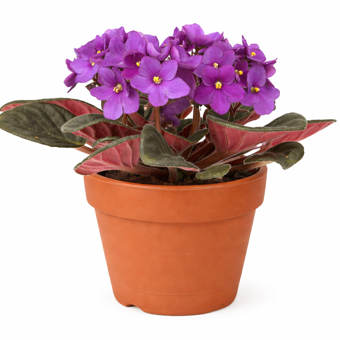 African Violet