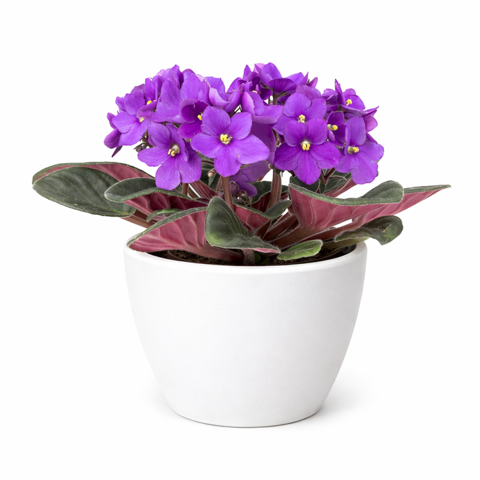 African Violet