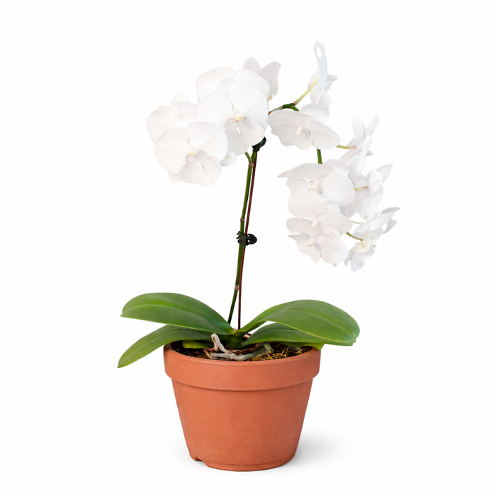 white orchid indoor plant Orchid 'White Phalaenopsis'