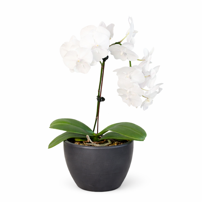 white flower plant indoor Orchid 'White Phalaenopsis'