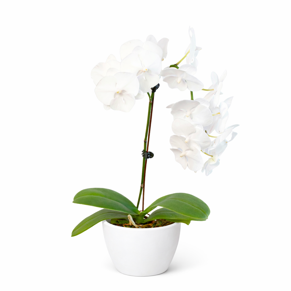 Orchid 'White Phalaenopsis'