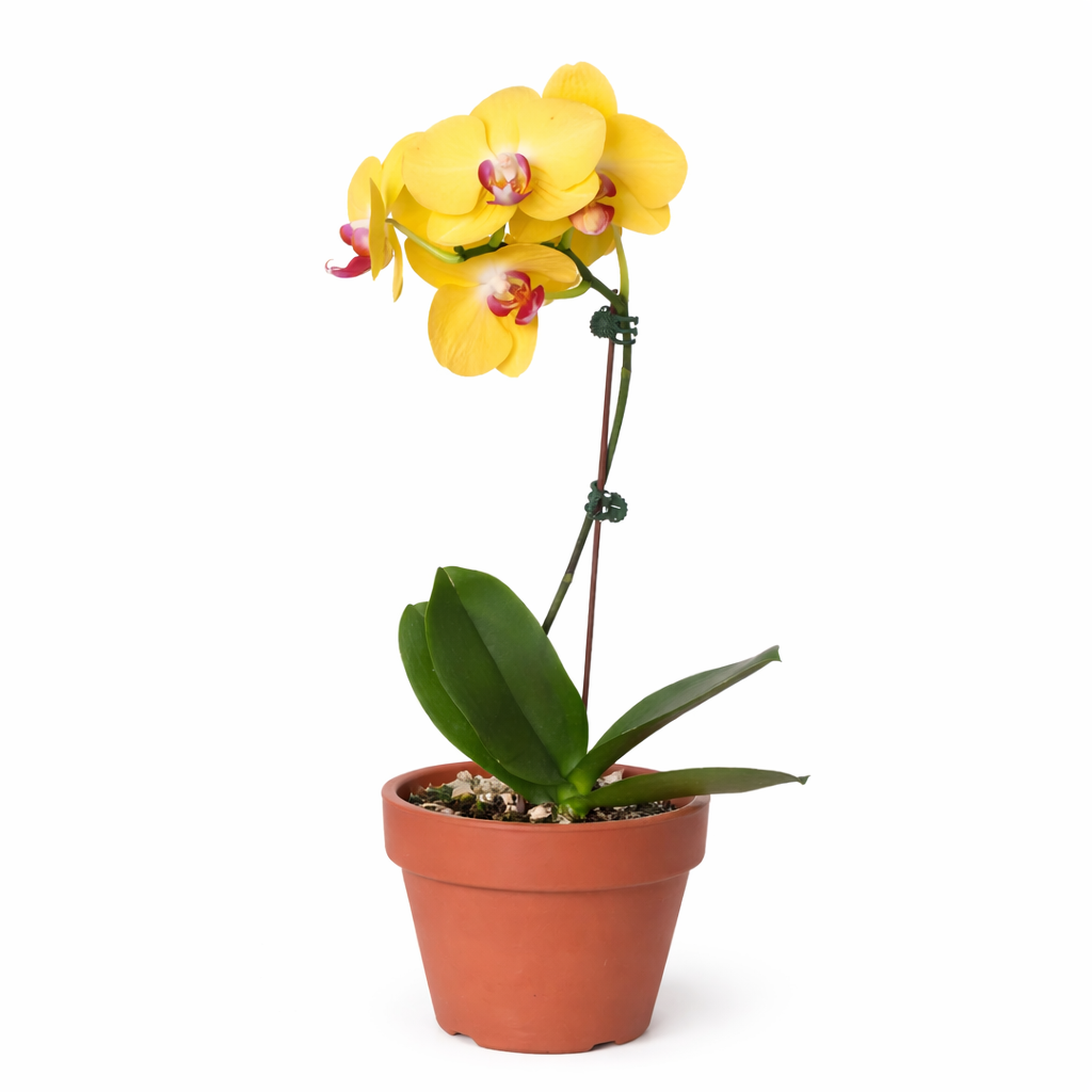 Orchid 'Yellow Phalaenopsis'