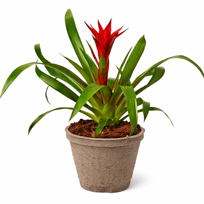 Guzmania Bromeliad 'Red'