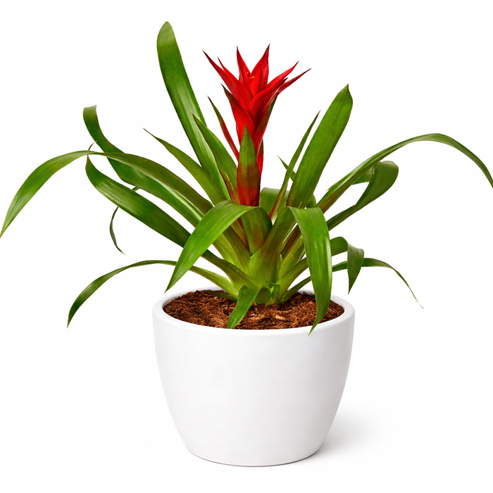 Guzmania Bromeliad 'Red'