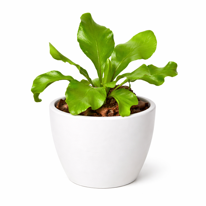 birds nest ferns in pots Bird's Nest 'Nidus' Fern