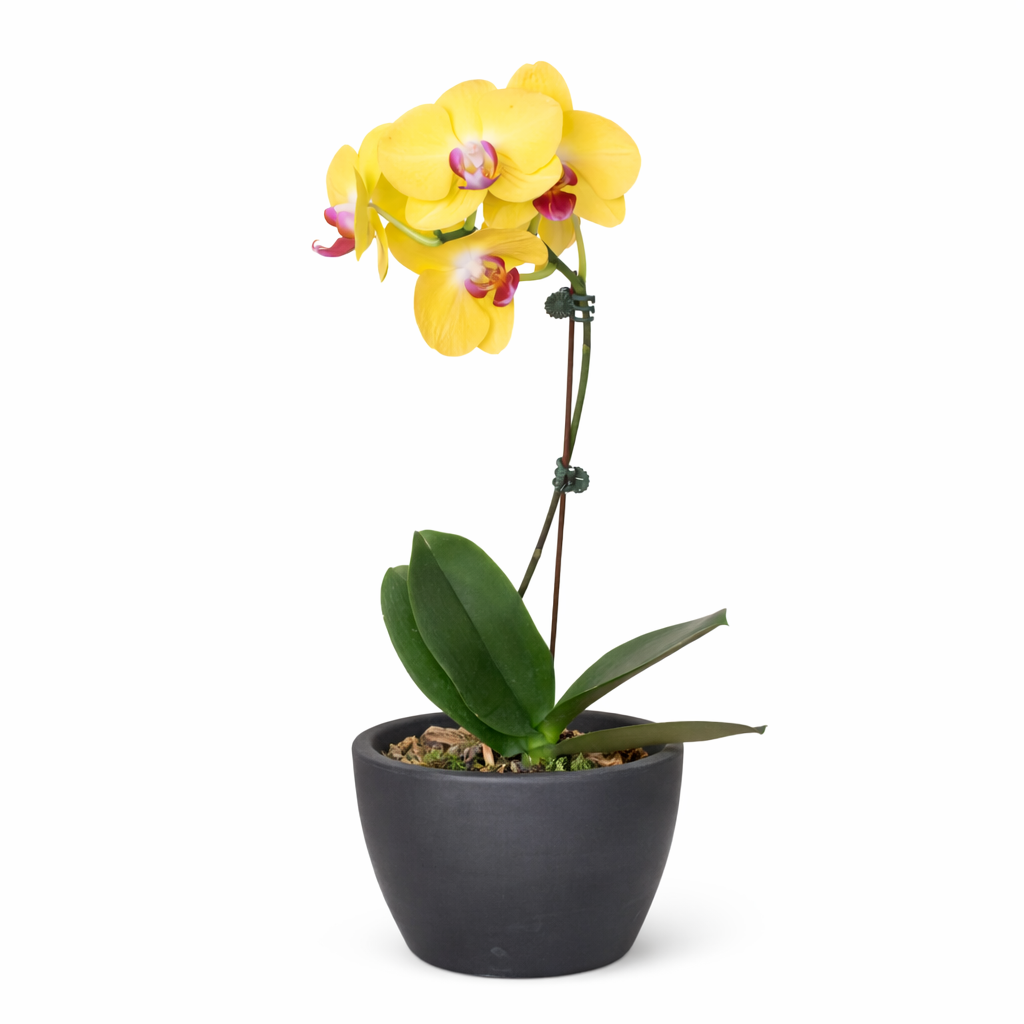 Orchid 'Yellow Phalaenopsis'