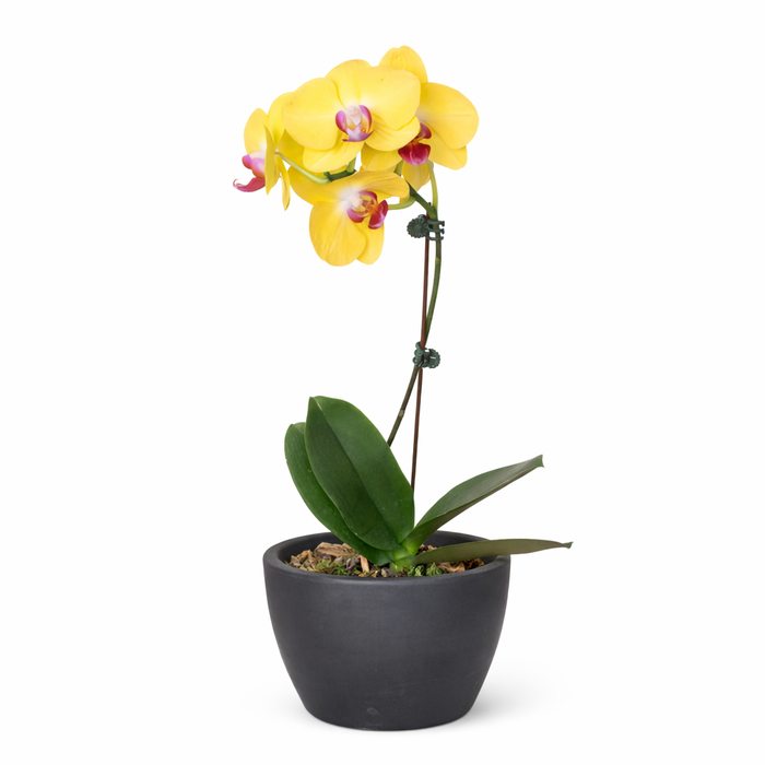 Orchid 'Yellow Phalaenopsis'