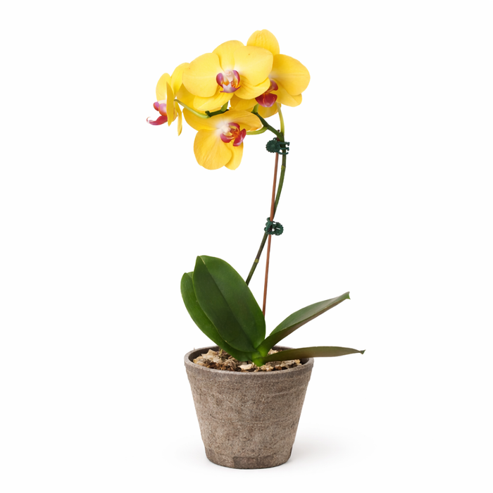 Orchid 'Yellow Phalaenopsis'