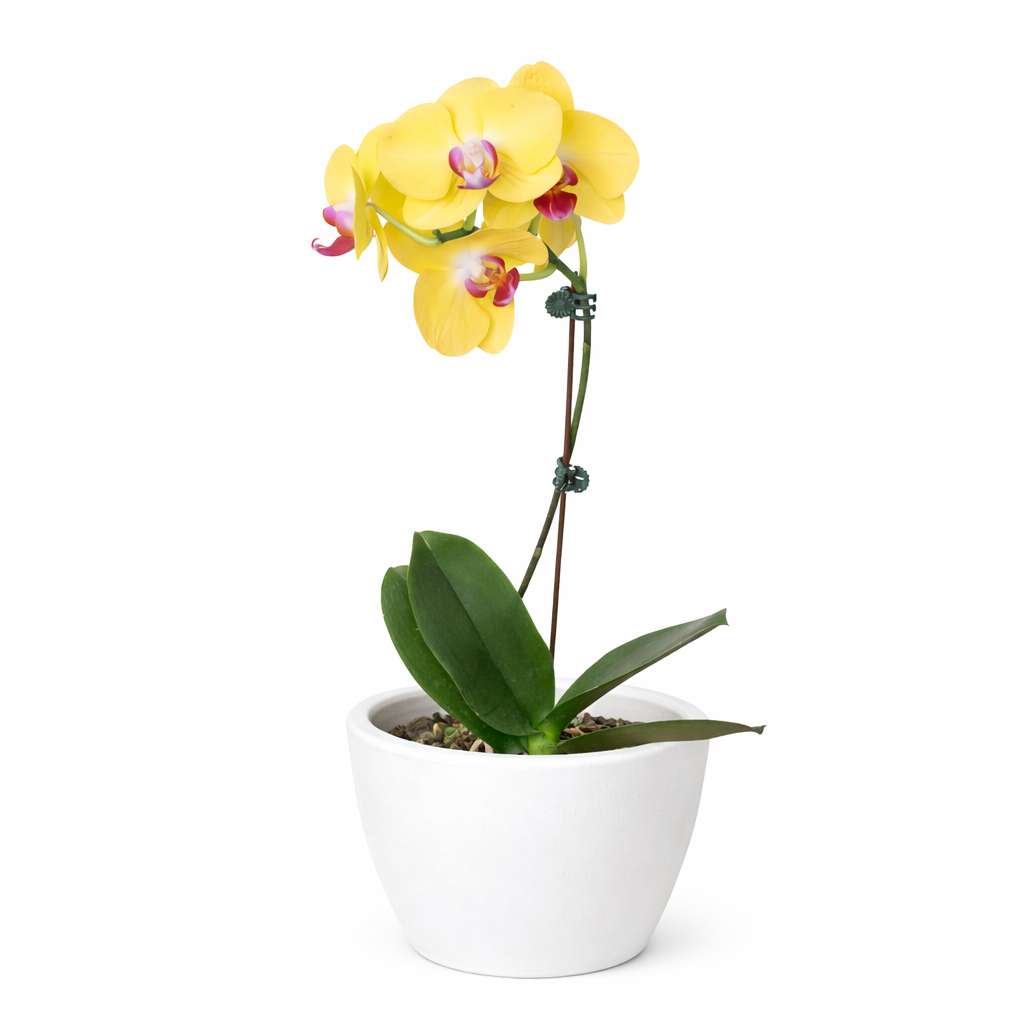 Orchid 'Yellow Phalaenopsis'