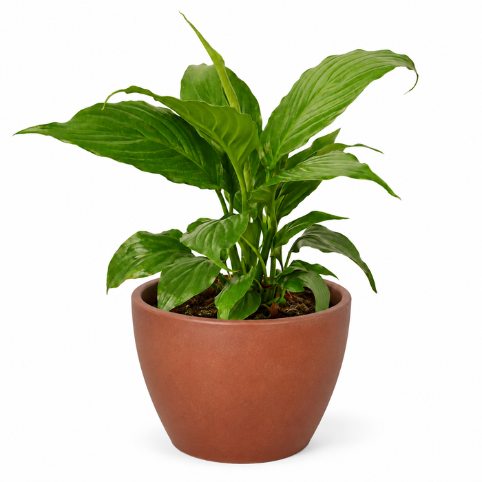 Spathiphyllum 'Peace Lily'