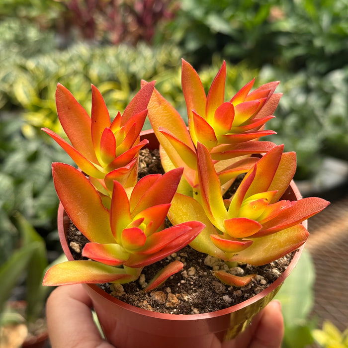 Succulent Crassula 'Campfire'