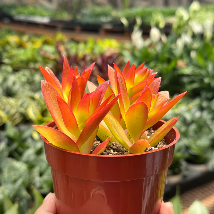 Succulent Crassula 'Campfire'