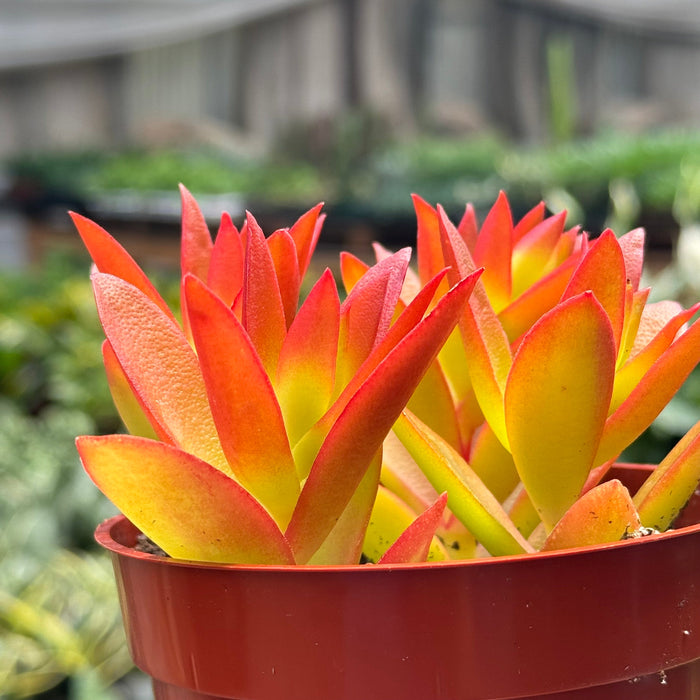 Succulent Crassula 'Campfire'