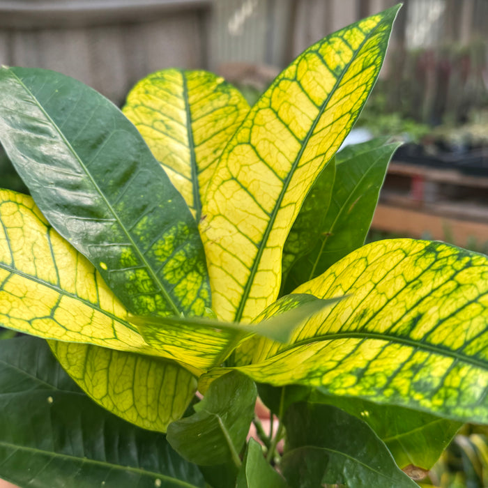 Croton 'Iceton'