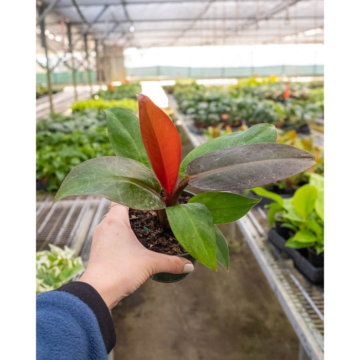 philodendron sunlight Philodendron 'Sun Red'