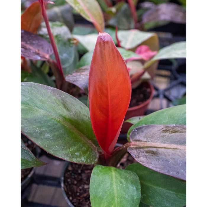 Philodendron 'Sun Red'