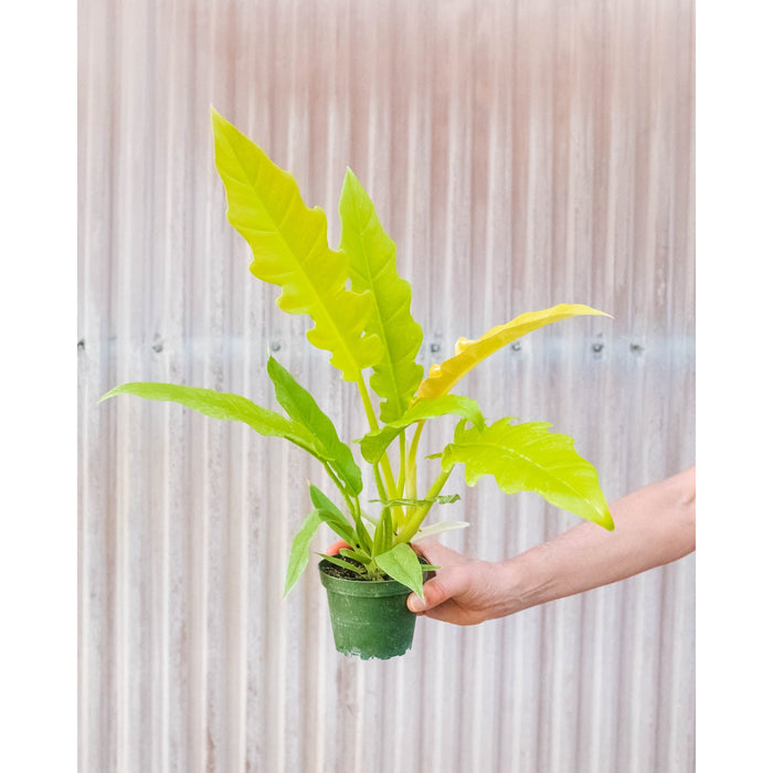 baby ring of fire philodendron Philodendron 'Golden Ring of Fire'