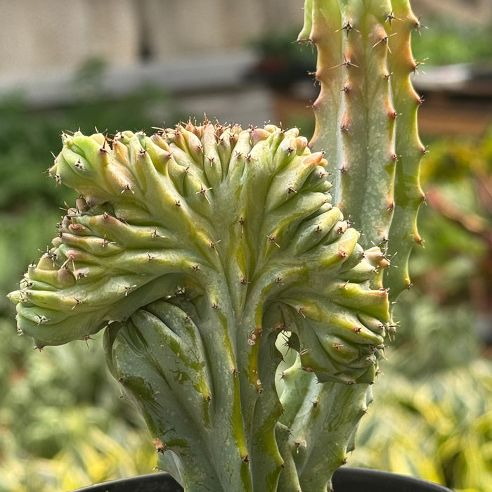 Succulent Euphorbia Lactea 'Mermaid Tail'