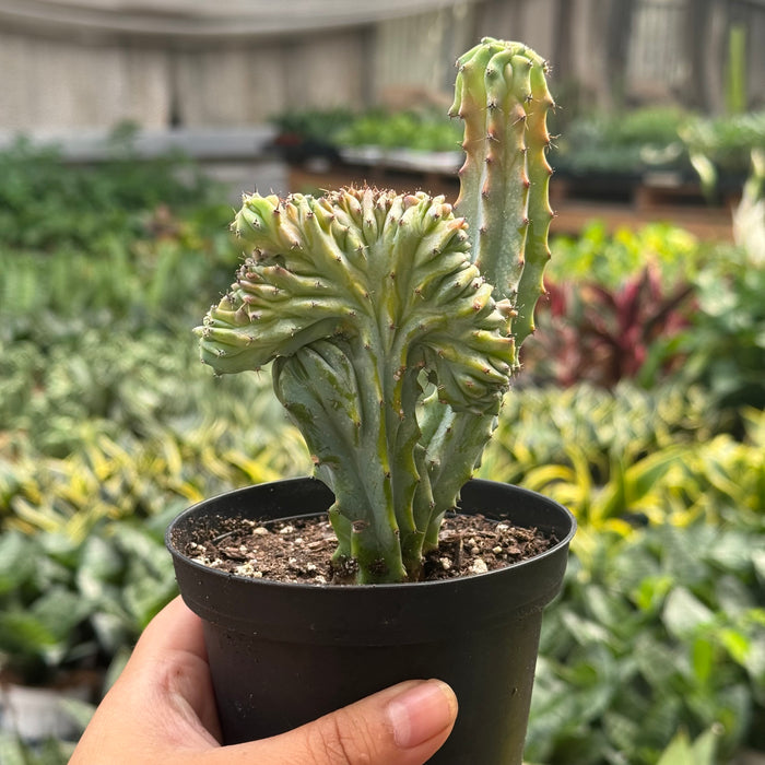 Succulent Euphorbia Lactea 'Mermaid Tail'